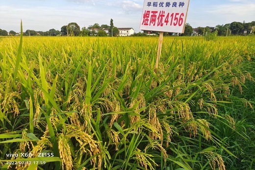 煜兩優4156（圓粒（lì）早稻）