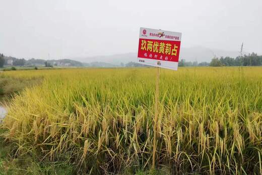 玖兩優黃莉占（zhàn）