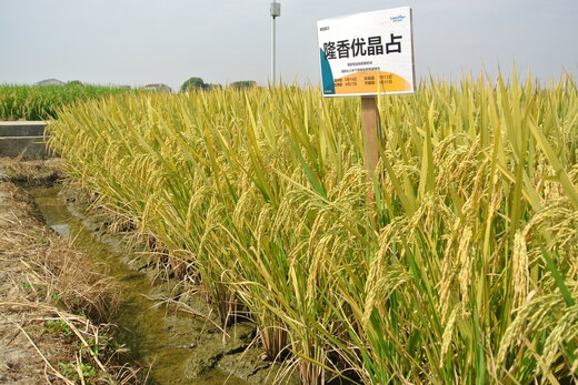 隆香優晶（jīng）占