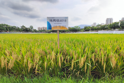 瑋兩（liǎng）優6018