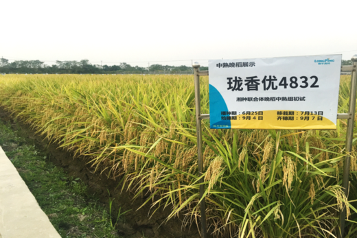 瓏香優（yōu）4832