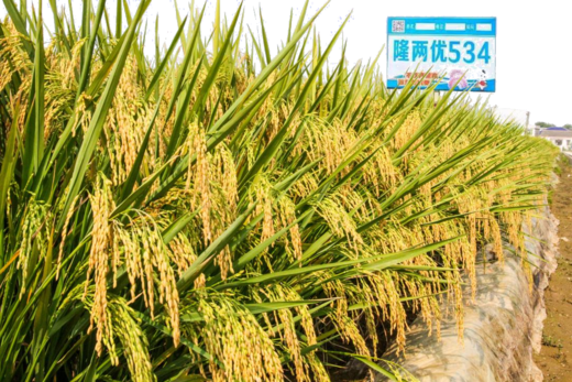隆兩優534——超穩稻