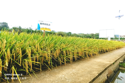 臻兩（liǎng）優鈺占