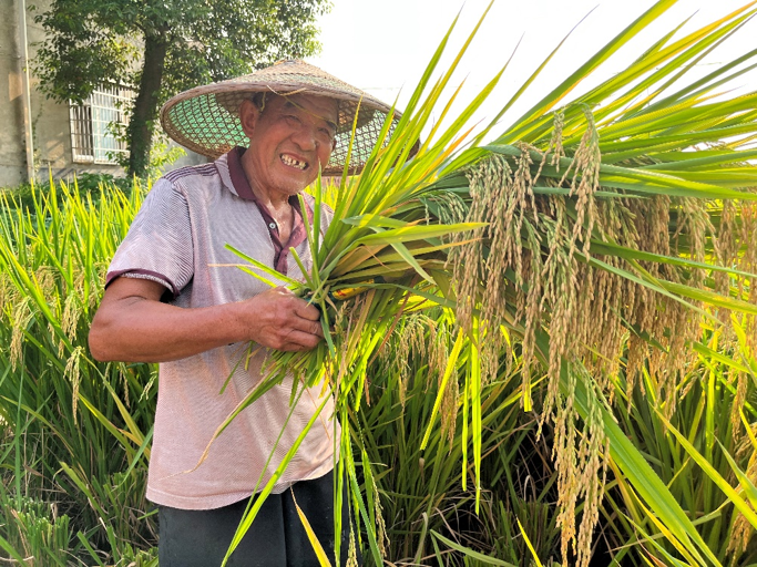 降低高溫天氣不利（lì）影響 安徽省印發水稻生產田管技術指導意見
