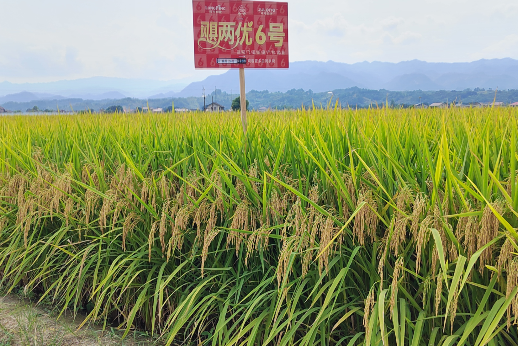 颶（jù）兩優（yōu）6號（hào）——抗稻飛虱