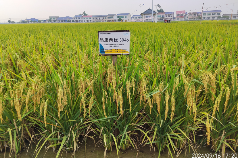 晶康两优3046（低镉（gé）抗飞虱）