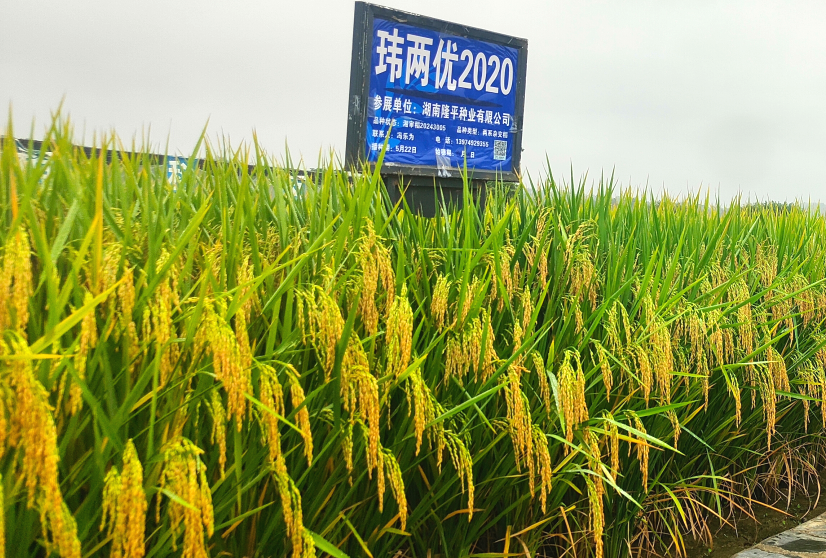 玮两优2020