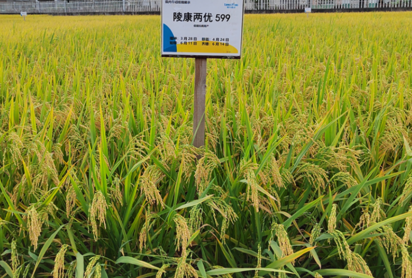 陵康兩優599（低鎘圓早）